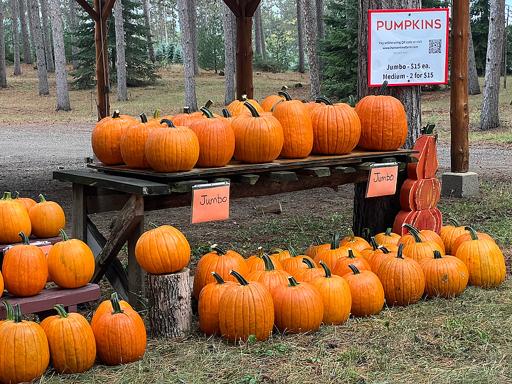 Halloween Pumpkins 2